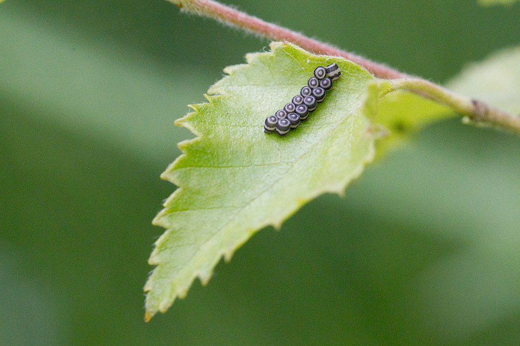 Dolycoris  baccarum ponte.jpg