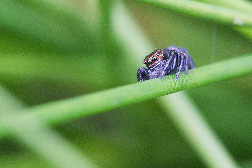 Evarcha sp.jpg