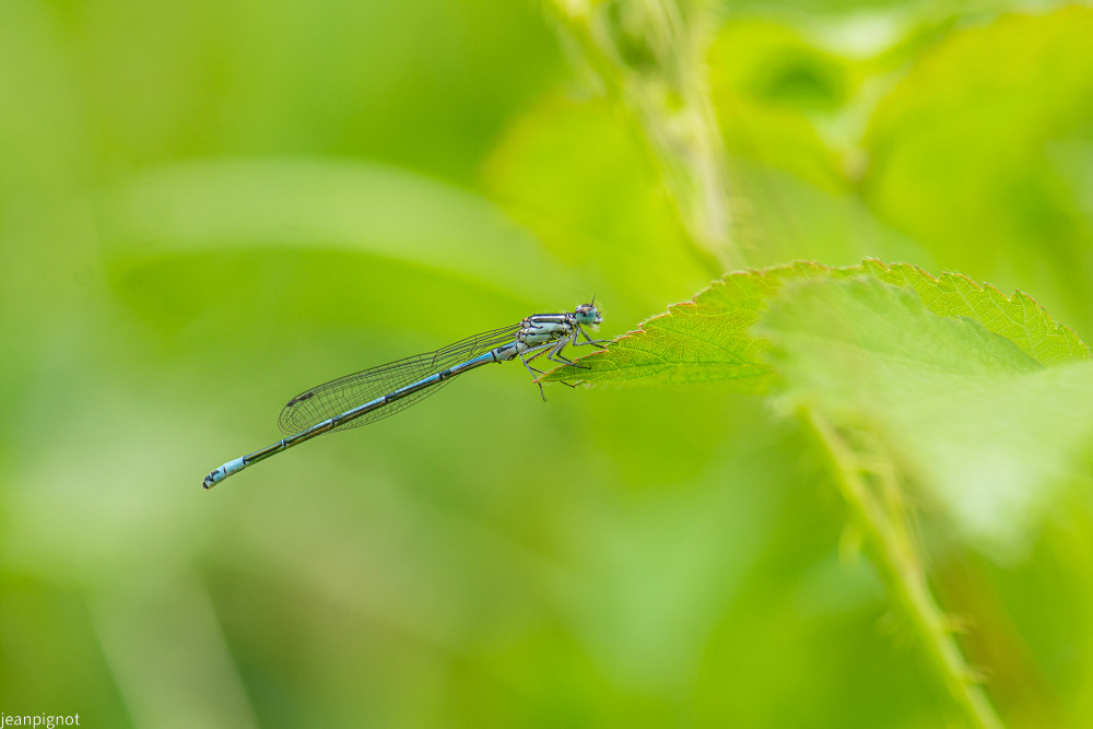 DSC_9293_3081.JPG