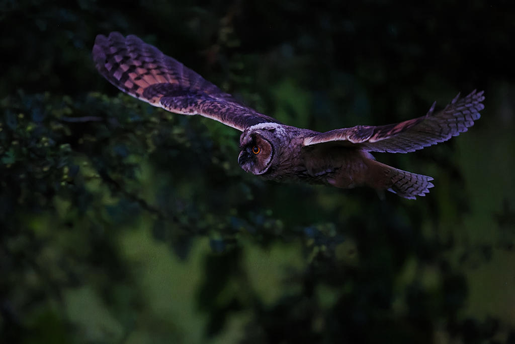 DSC_9088_DxO.jpg