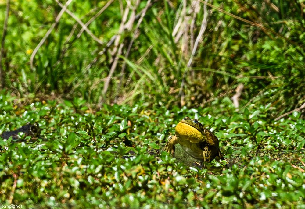 DSC_3946_3111.JPG