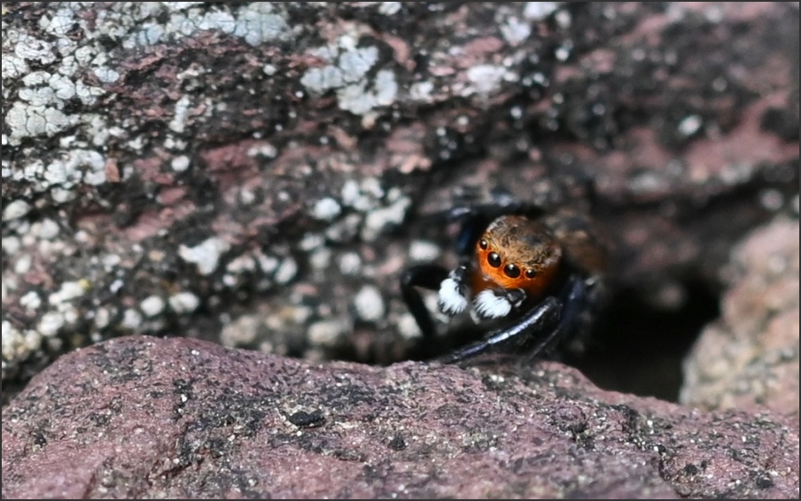 Salticidae 1.15.jpg