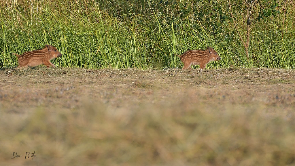 DSC_9993IN.jpg