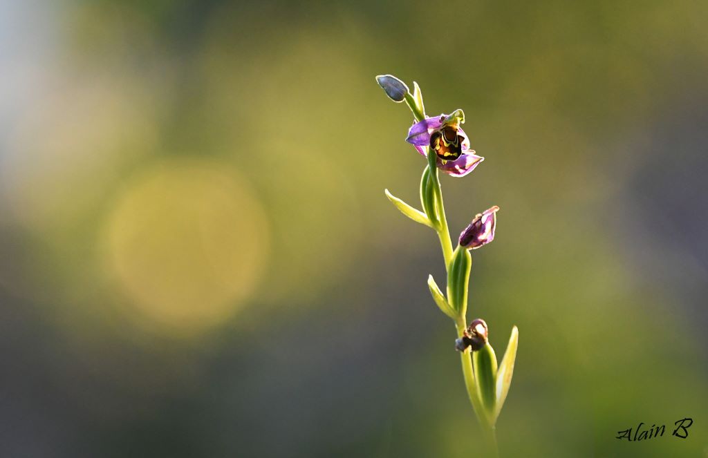DSC_3629 copie ophrys abeille 1024.jpg