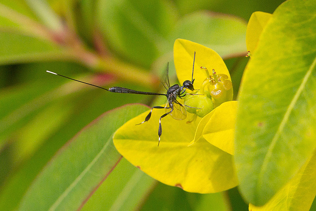 Gasteruption sp femelle.jpg