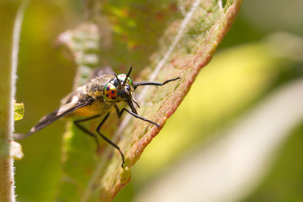 Chryspos relictus 2.jpg
