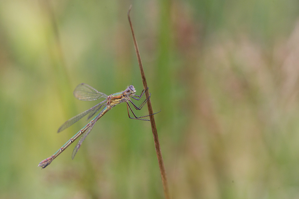 Lestes barbarus - Leste barbare femelle.jpg