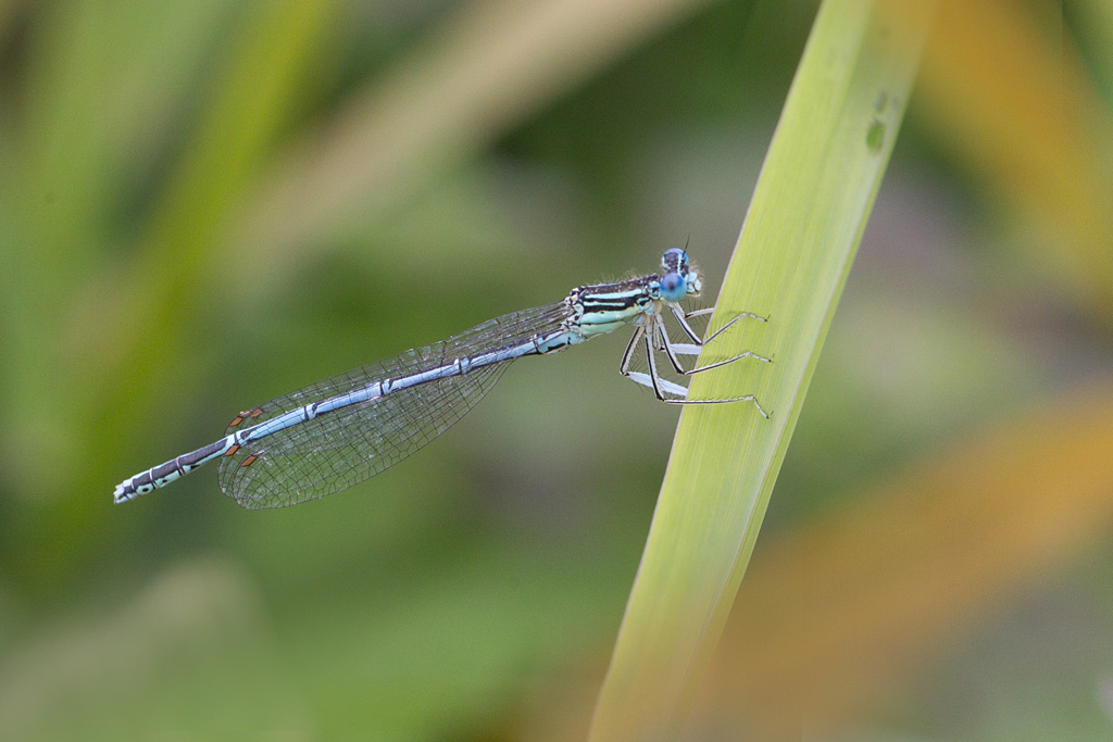 Platycnemis pennipes.jpg