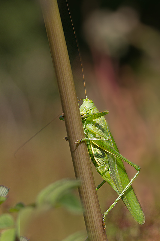 Tettigonia viridissima - grande sauterelle verte femelle.jpg