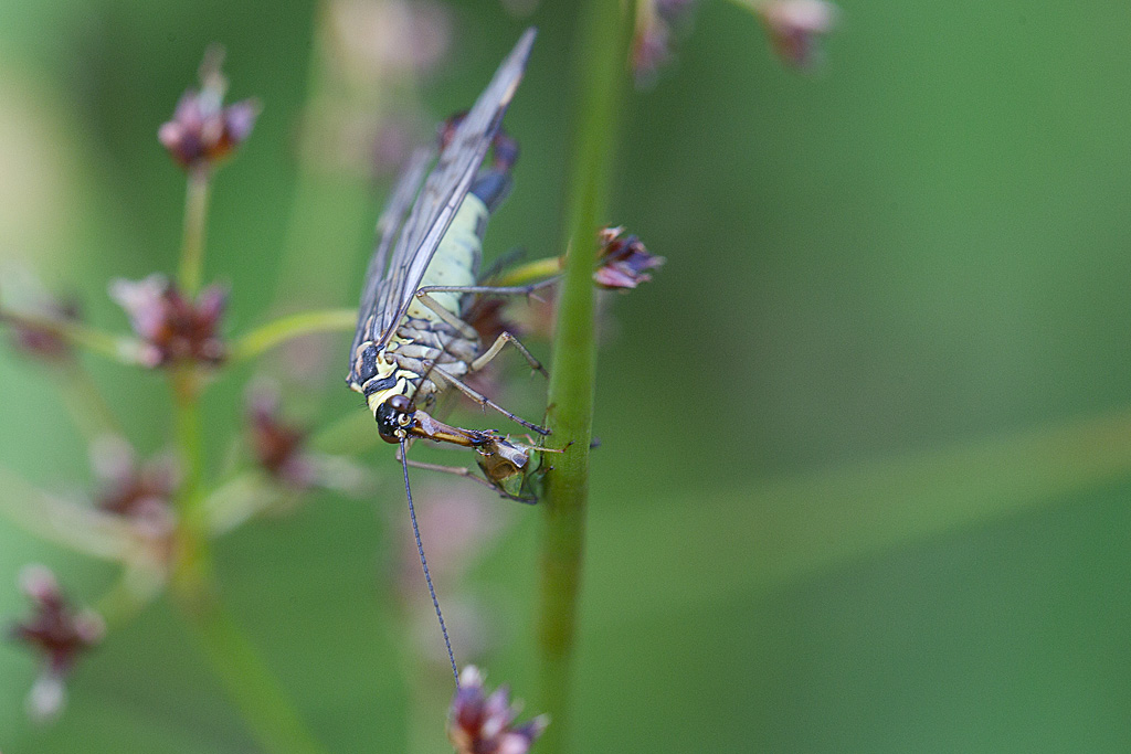Panorpa sp - mouche scorpion mâle.jpg
