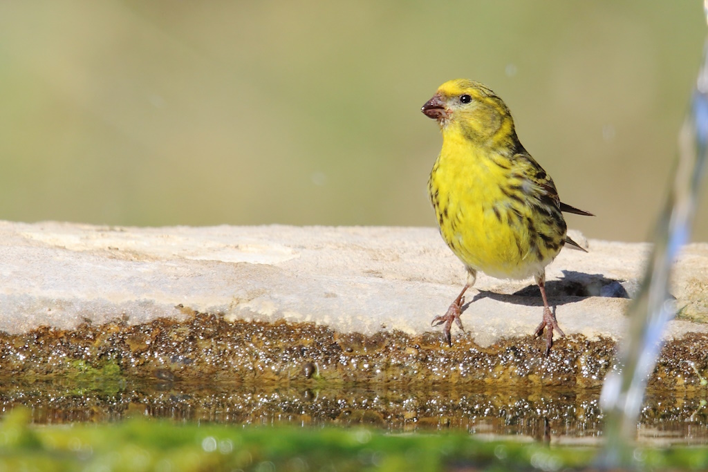 1818 Serin cini.jpg