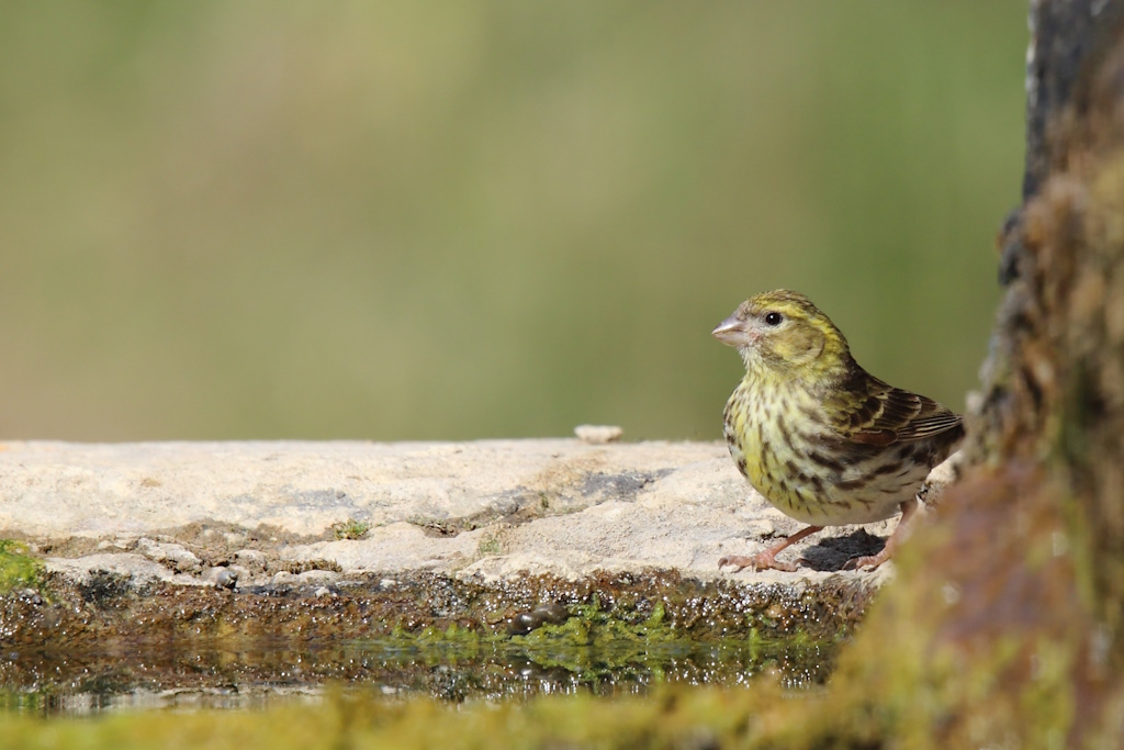 1819 Serin cini.jpg