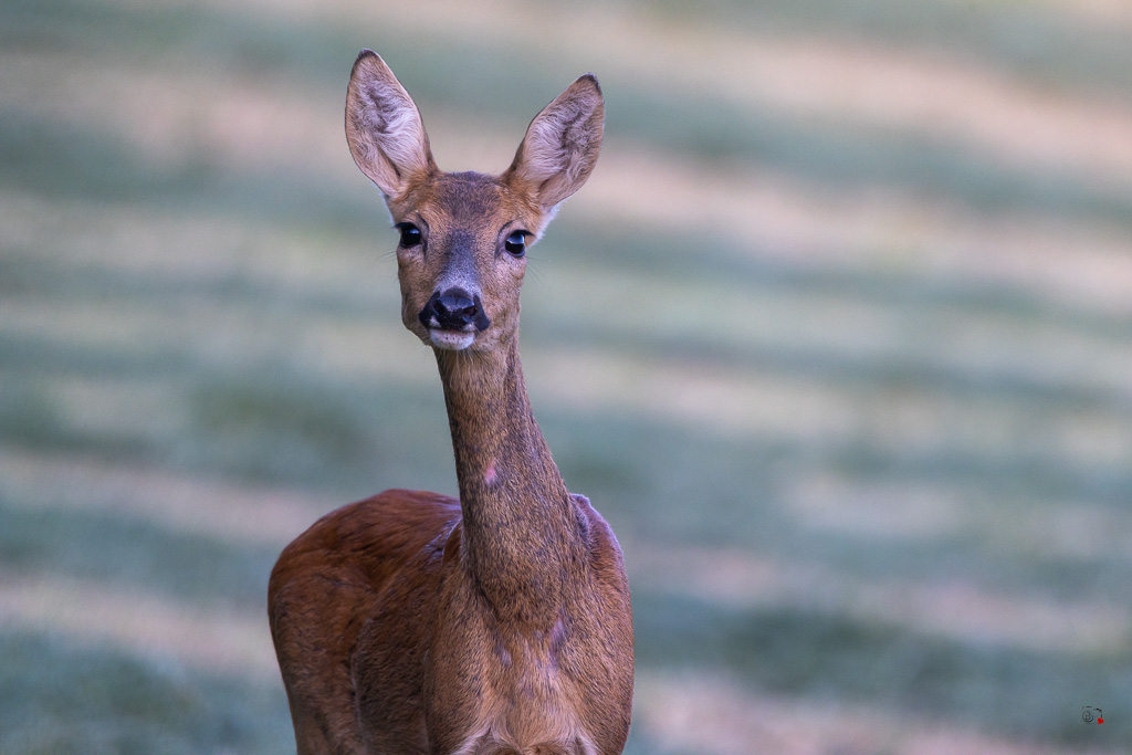 Chevreuil d'Europe (Capreolus capreolus)-951.jpg