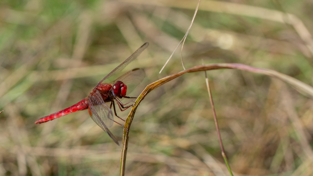 Libellule. Crocothémis écarlate. Crocothemis erythraea (3).jpg