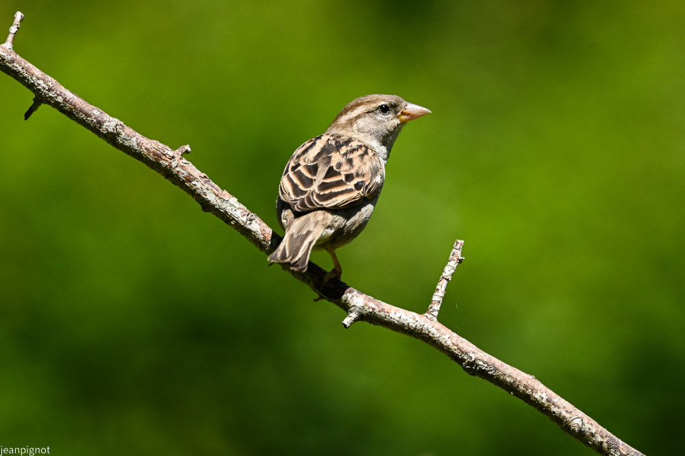 moineau domestique femmelle.JPG