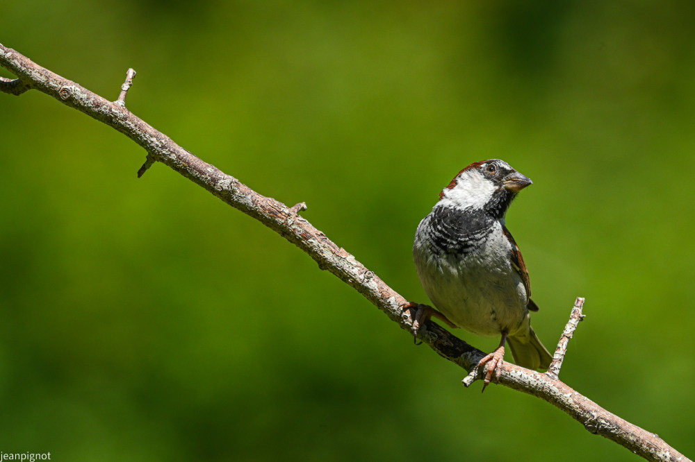 moineau domestique male.JPG