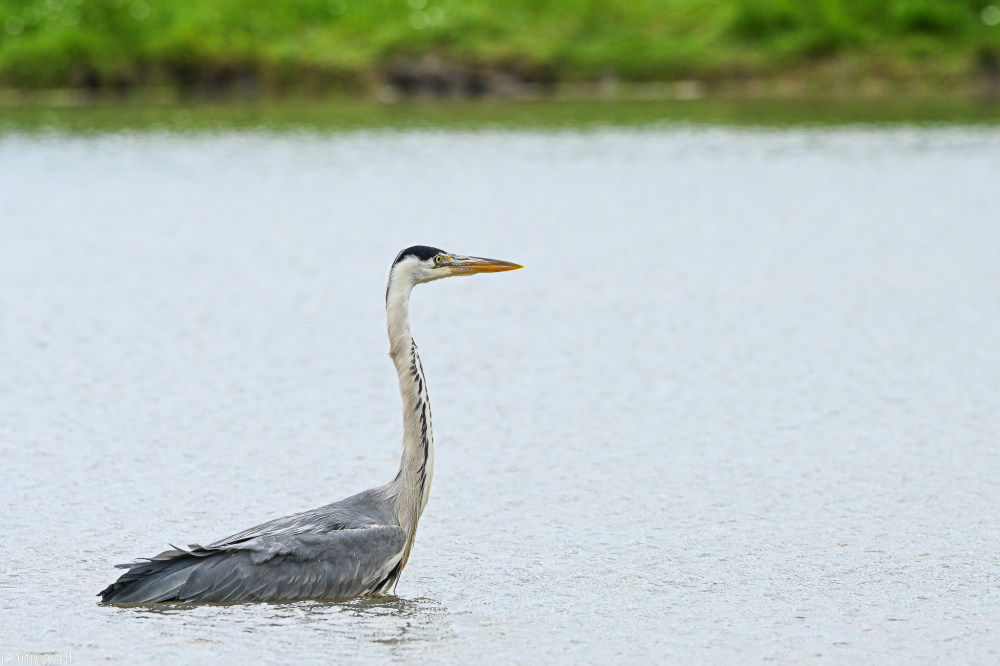 DSC_2877_2969.JPG