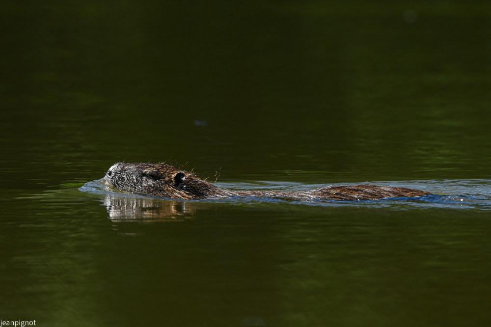 DSC_4171_3153.JPG