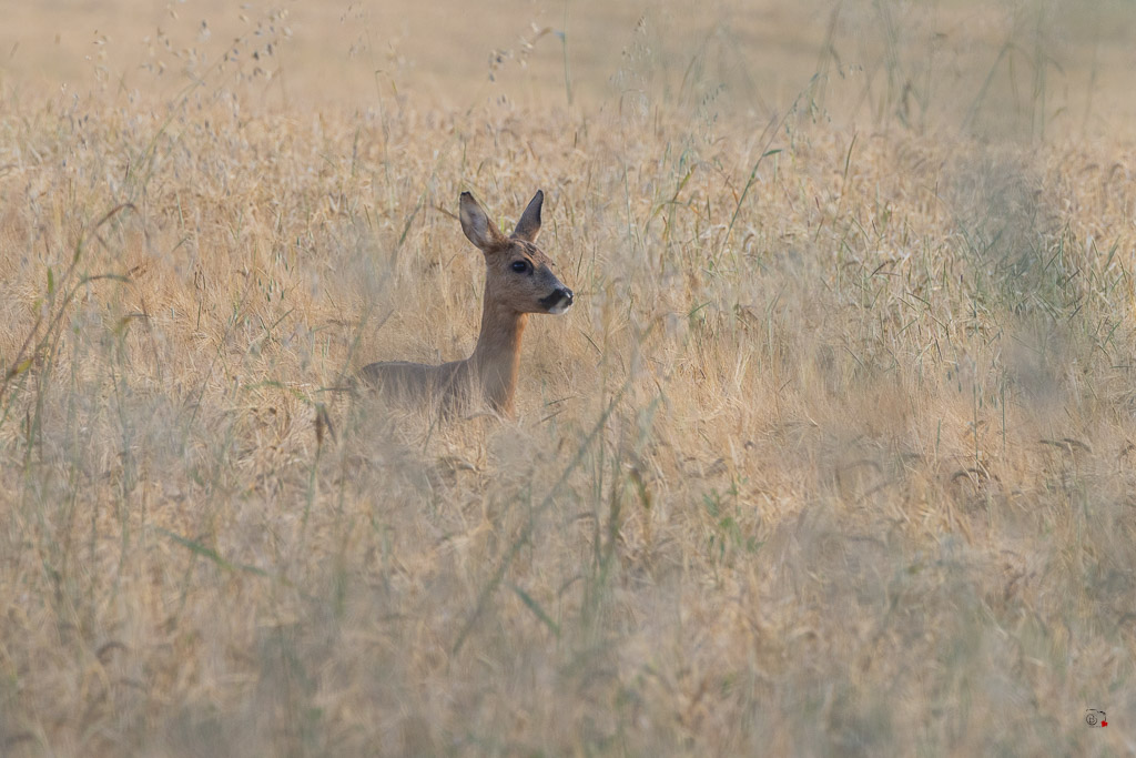 Chevreuil d'Europe (Capreolus capreolus)-954.jpg