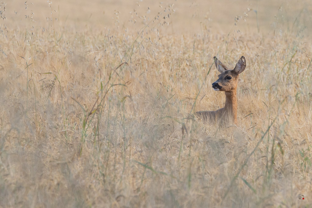 Chevreuil d'Europe (Capreolus capreolus)-958.jpg