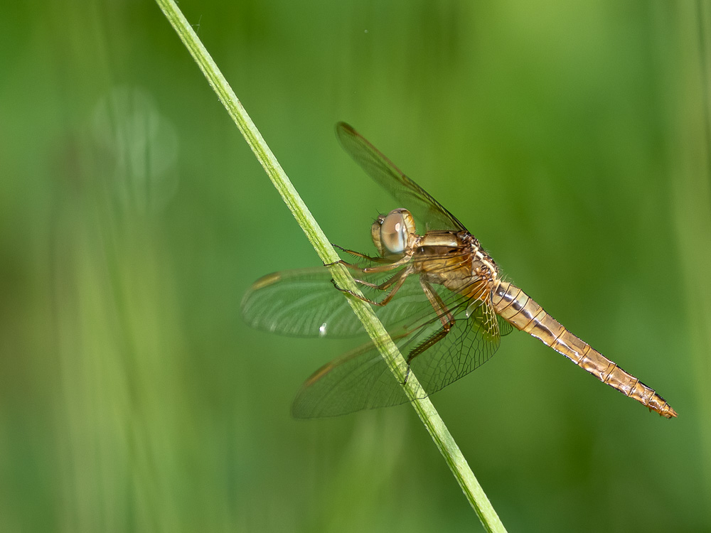 Libellula 67.jpg