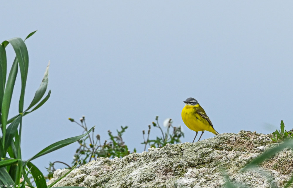 DSC_0913_2985.JPG