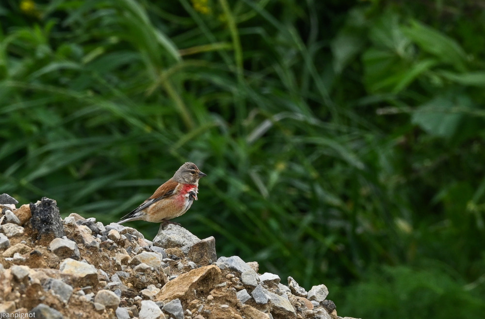 DSC_6242_3014.JPG