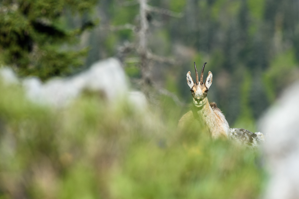 Chamois 2024_43.jpg