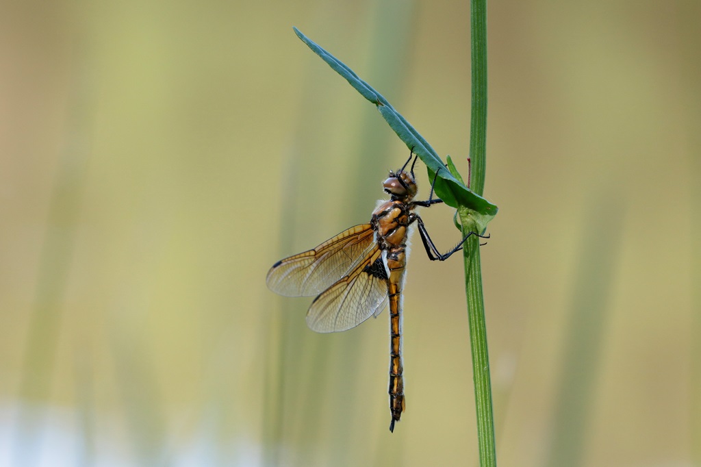 7 IMG_EPITH.JPG