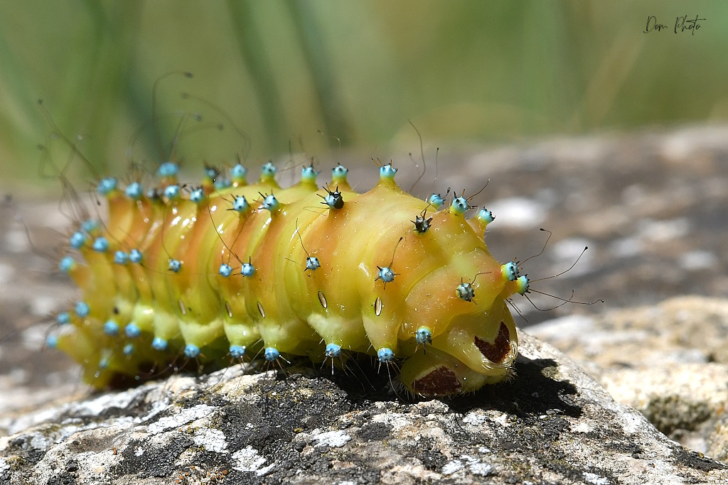 DSC_0494IN.jpg