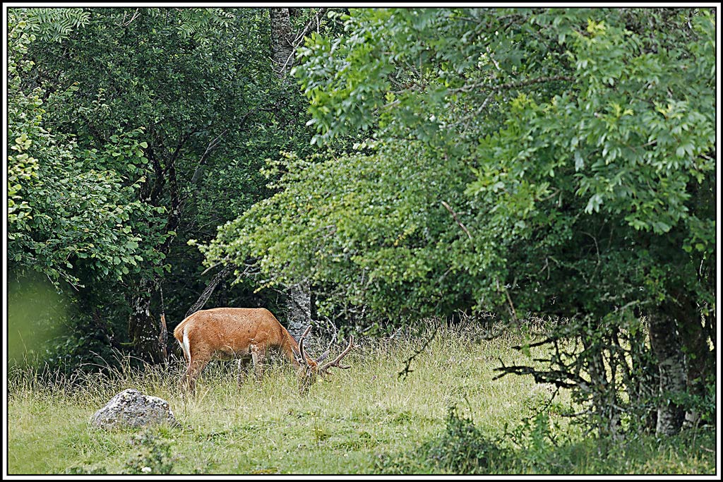 cerf(7416).jpg