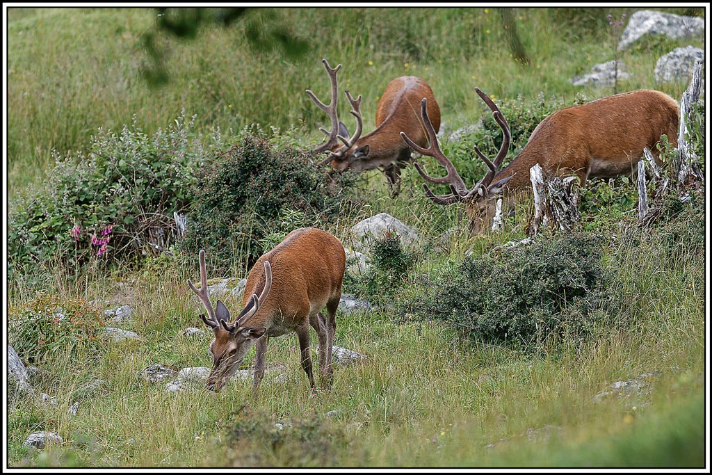 cerf(7424).jpg