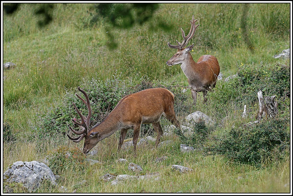 cerf(7432).jpg