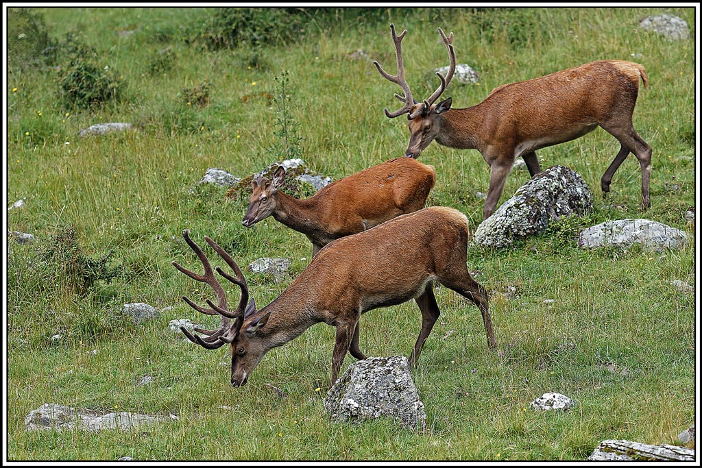 cerf(7468).jpg