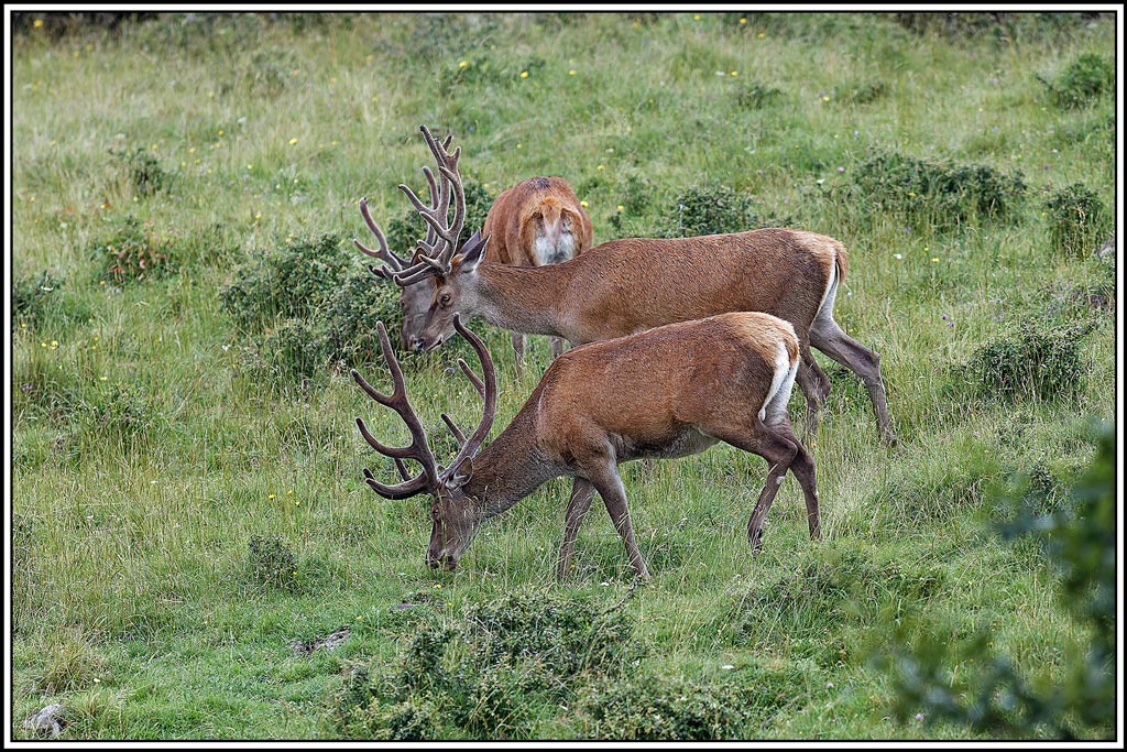 cerf(7489).jpg
