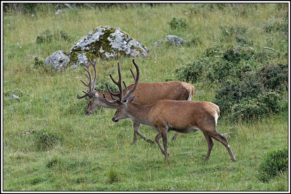 cerf(7518).jpg
