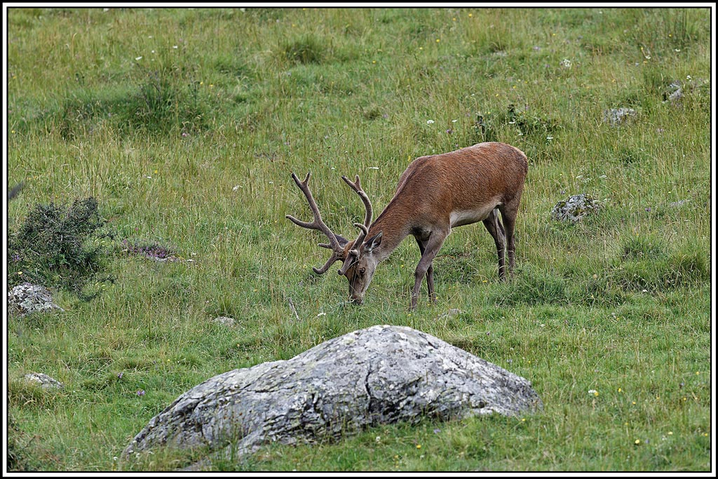 cerf(7535).jpg