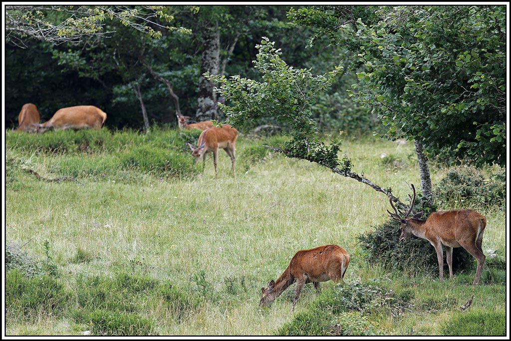cerf(7605).jpg