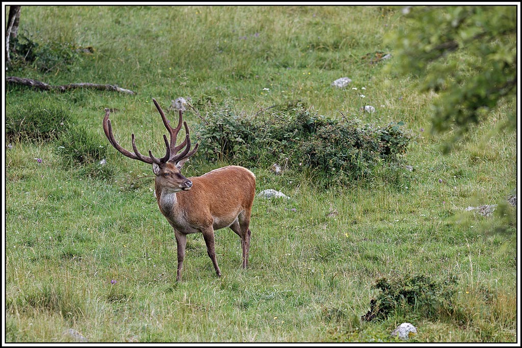 cerf(7625).jpg