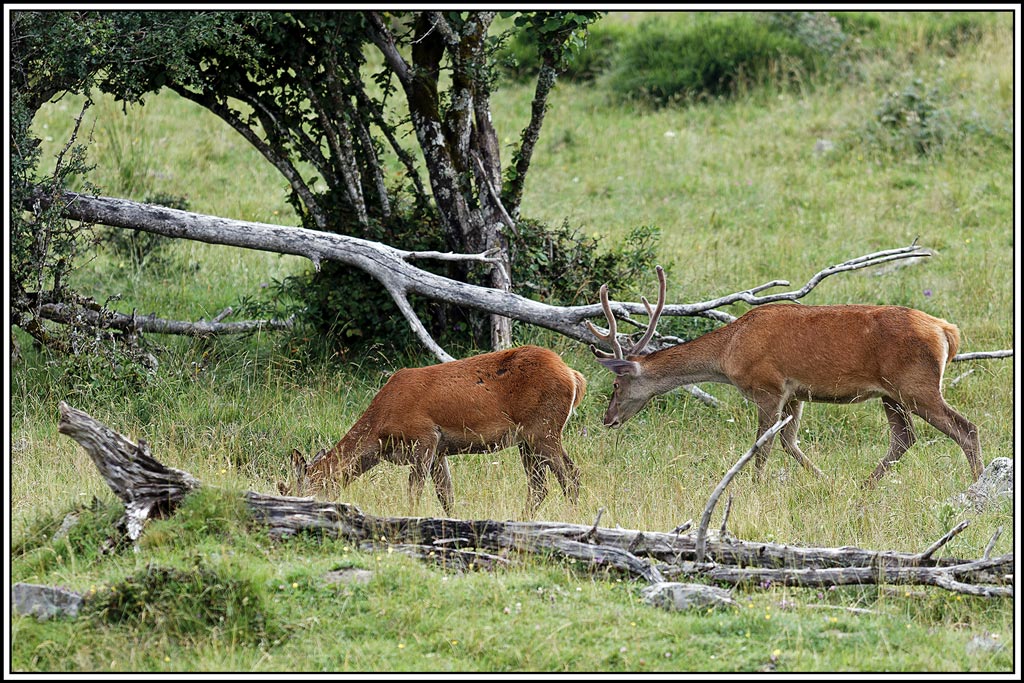 cerf(7638).jpg