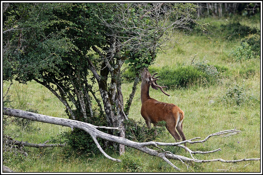 cerf(7647).jpg