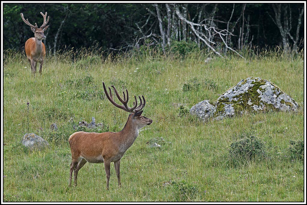 cerf(7681).jpg