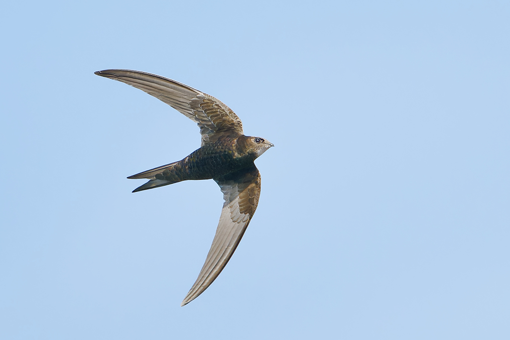 DSC_3689_DxO.jpg