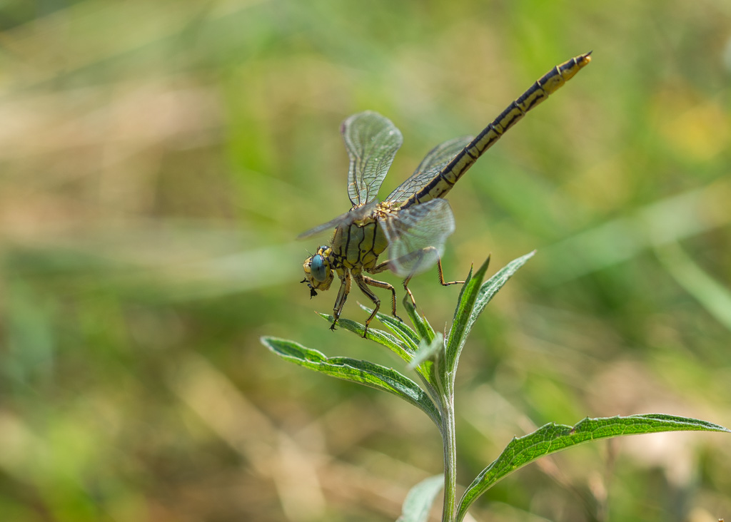 Libellule Gomphus pulchellus, Gomphe gentil.jpg