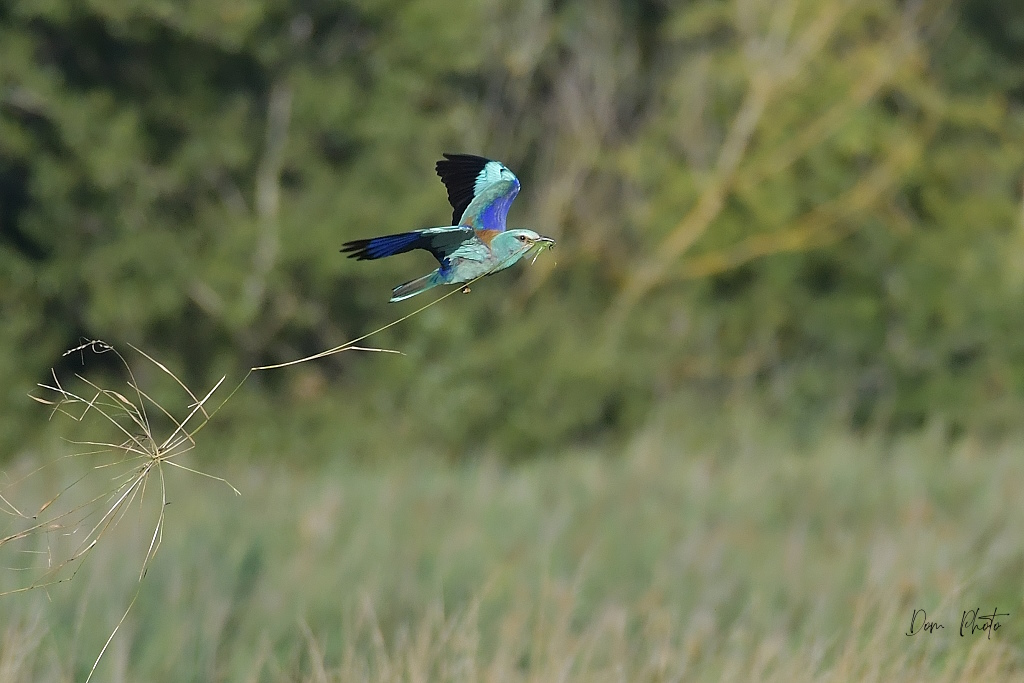 DSC_0565IN.jpg
