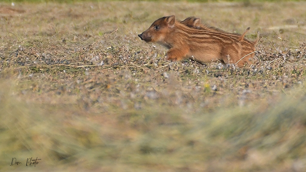 DSC_0005IN.jpg