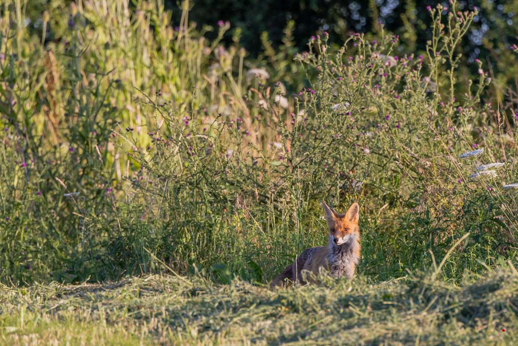 Renard roux (Vulpes vulpes)-624.jpg