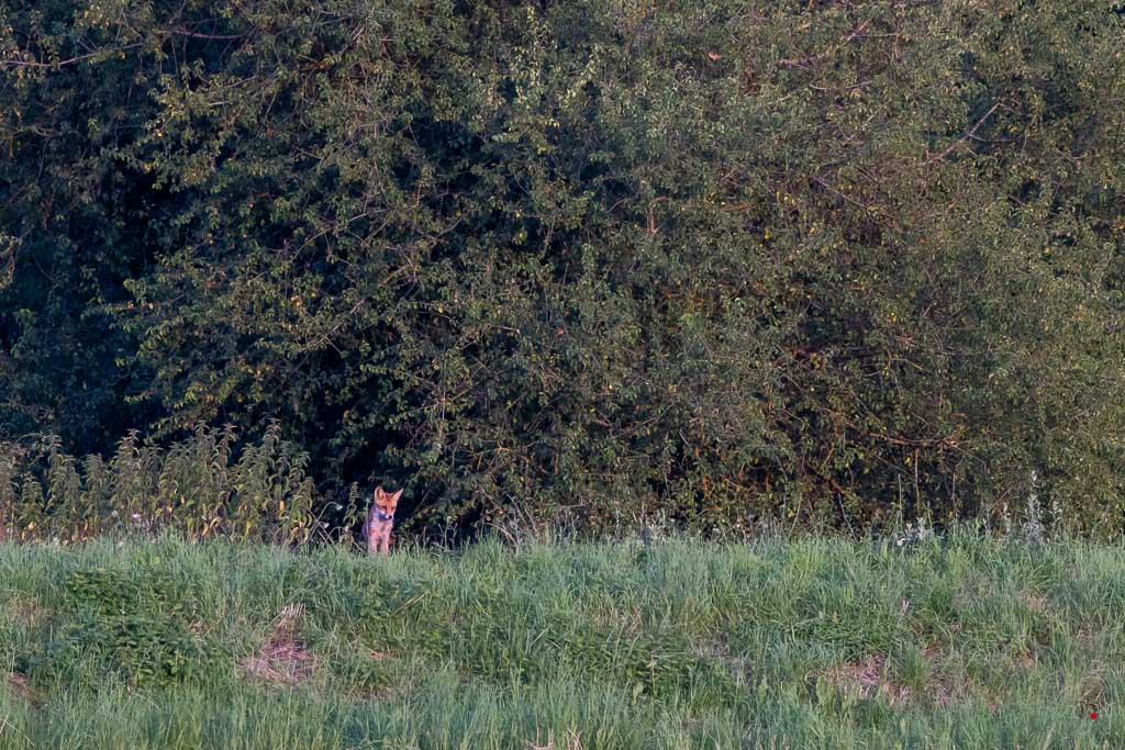 Renard roux (Vulpes vulpes)-644.jpg