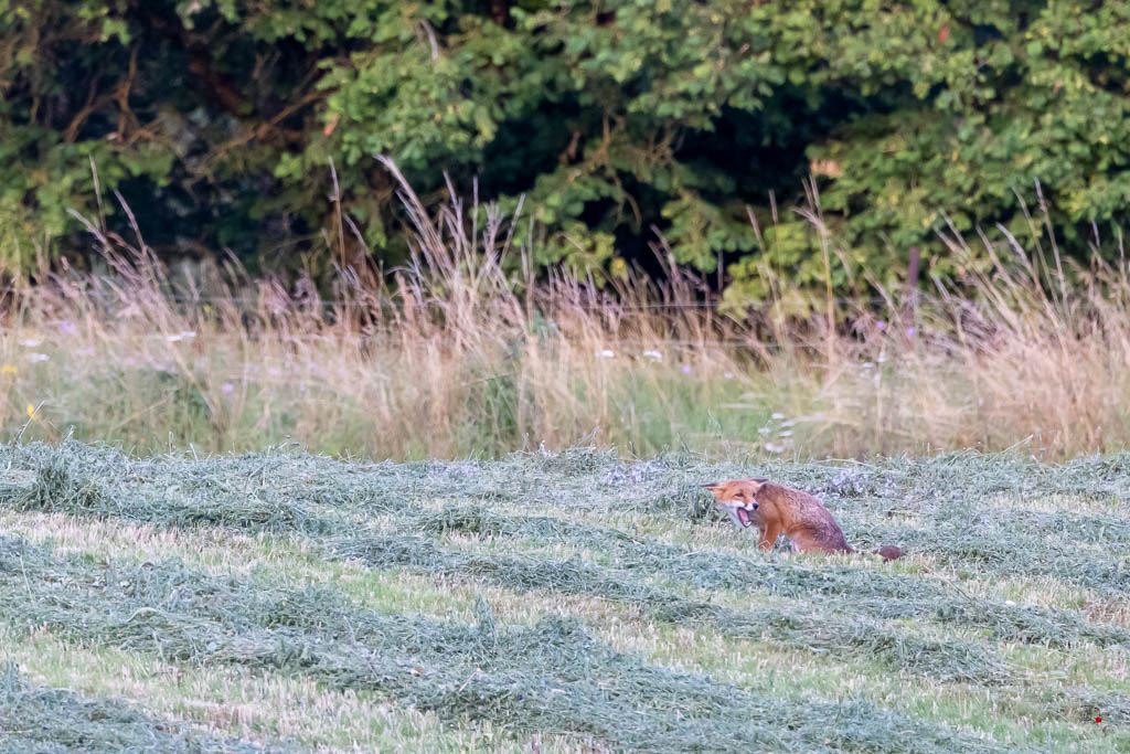 Renard roux (Vulpes vulpes)-653.jpg