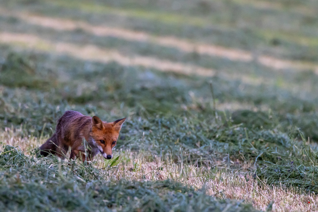 Renard roux (Vulpes vulpes)-656.jpg